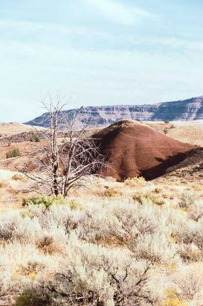 Pali Aike National Park: Patagonia Desert Landscape & Wildlife