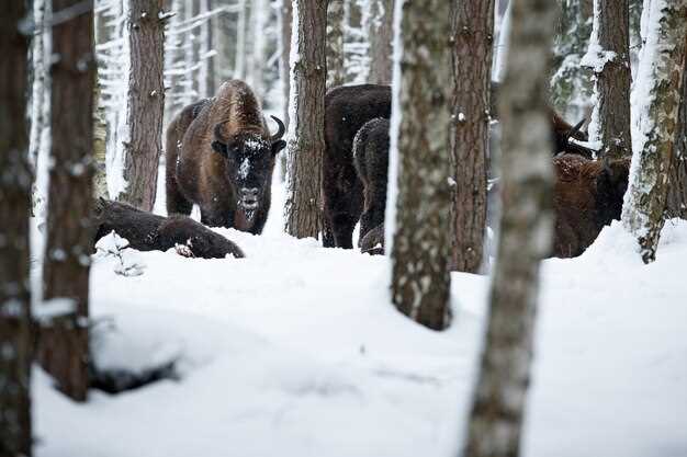 Rovaniemi Korouoma Canyon Frozen Waterfalls Tour with BBQ