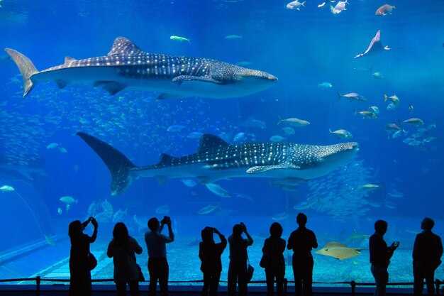 SEA LIFE London Aquarium Admission Ticket - Buy Online & Save Today