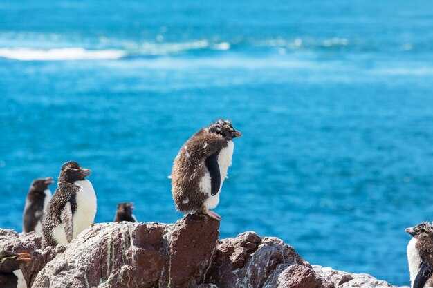 Peak seal watching: best seasons and daily patterns for Seal Island