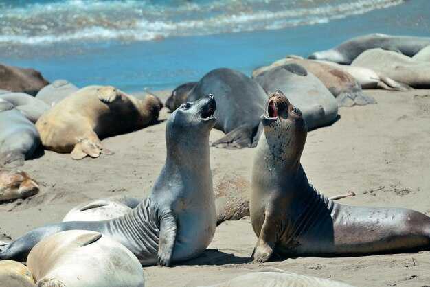 Seal Island Cruises: Ultimate Wildlife Tours & Seal Watching