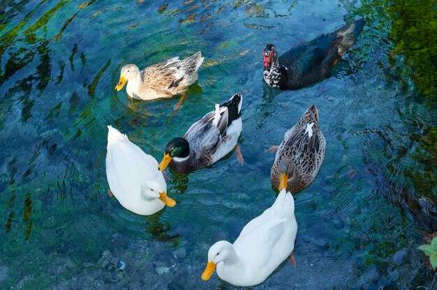 Singapore DUCKtours: Best Amphibious Sightseeing Experience