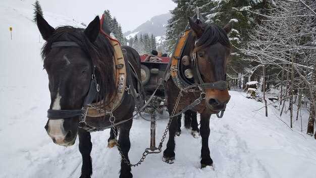 Sleigh Rides in Breckenridge – Best Winter Tours & Scenic Carriage Rides