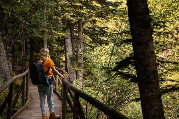 Safety and etiquette for beech forest hikes