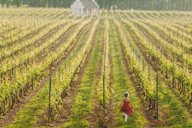 Wein-Tour mit Planwagen in Stuttgart | Malerische Weinprobe & Fahrt durch die Weinberge Wein-Tour mit Planwagen in Stuttgart | Malerische Weinprobe & Fahrt durch die Weinberge