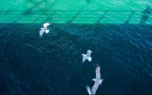 Tenerife Green Catamaran Tour from Puerto Colón: Whale & Dolphin Watching