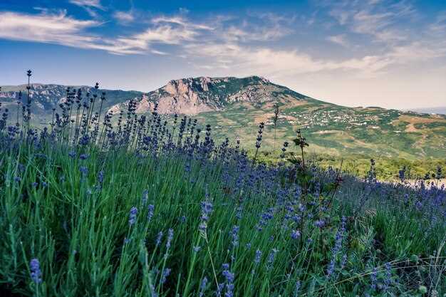 Free Cancellation; Available in 24, 48, or 72h – The City Pass is useful for a city break as for a long stay in Provence