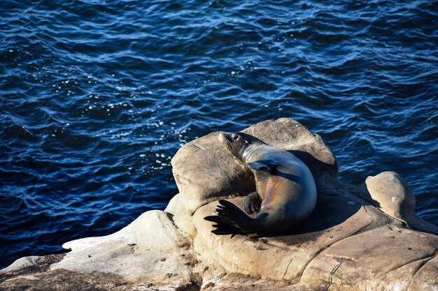 The Best Bodrum Marine Life 2025 - Free Cancellation