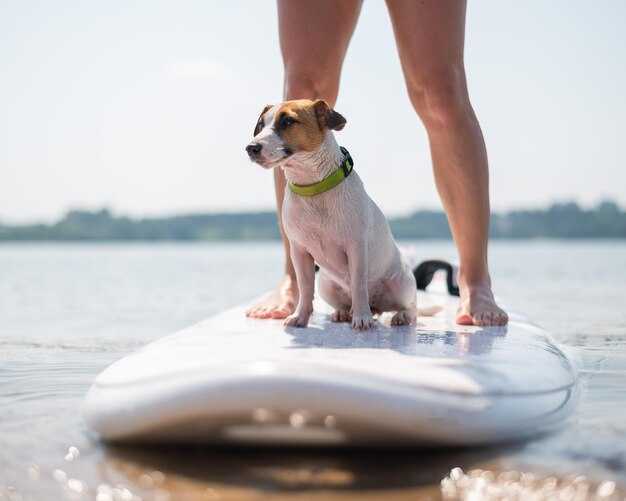 Step-by-Step Training to Get Your Dog Comfortable on the Board