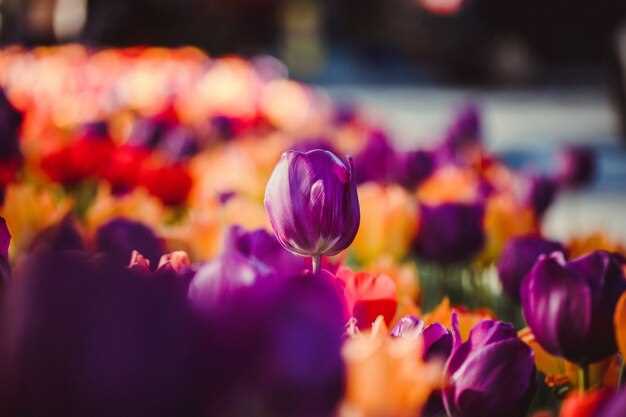 Ultimate Guide to Keukenhof Gardens Tulips 2025-2026 | Tips, Highlights & Travel Info Ultimate Guide to Keukenhof Gardens Tulips 2025-2026 | Tips, Highlights & Travel Info