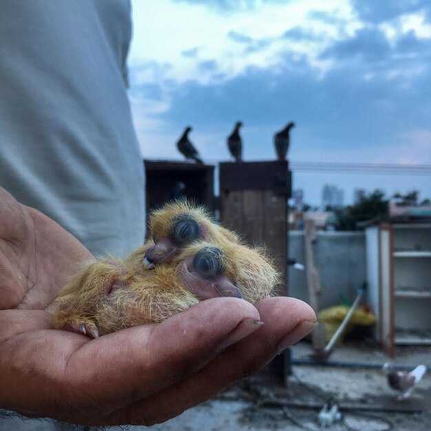 Practical Insights into Midair Wildlife Encounters and Risk Reduction