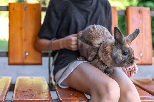 Virgin Australia Flight Strikes Bird and Rabbit Midair - What Happened and Safety Implications Virgin Australia Flight Strikes Bird and Rabbit Midair: What Happened and Safety Implications
