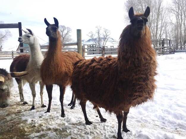 Nearby sights, dining, and day-trip ideas to pair with your Willow Farm visit