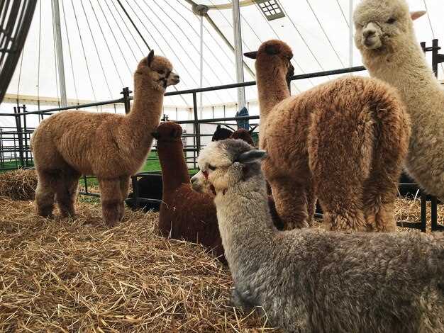 Visit an Alpaca Farm in Ontario – Your Guide to Ontario Alpaca Farms, Tours & Tips