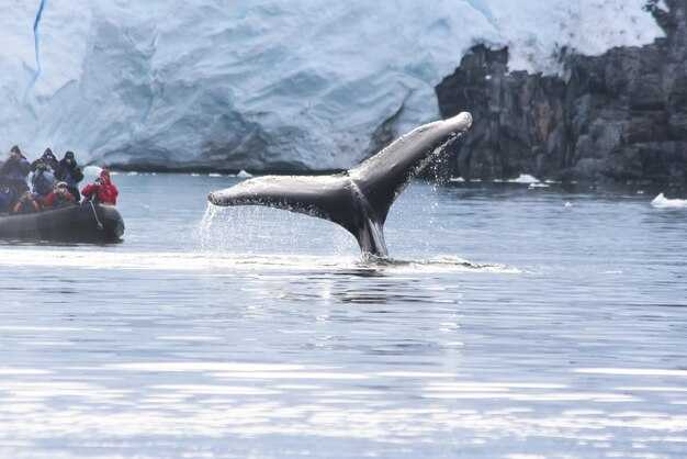 Meilleur moment pour observer les baleines dans le nord de l'Islande et conseils météorologiques