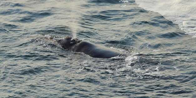 Whale Watching in Iceland: Recommended Tours and Tickets