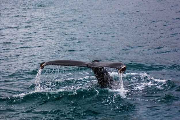 Understanding the Marine Life