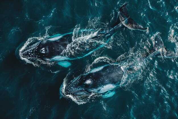 ዕ whale watching አዞረስ: ተፈጥሮ እጅግ ውብ እና የማይረሳ ጀብዱ ተለማመድ