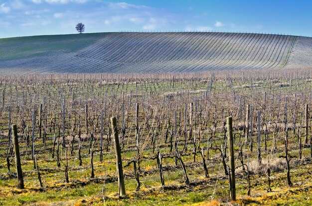 Wineries in South Australia - Your Guide to Barossa Valley, McLaren Vale & Clare Valley Wineries in South Australia: Your Guide to Barossa Valley, McLaren Vale & Clare Valley