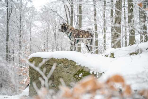 On-Trail Safety, Comfort, and Etiquette with Wildlife and Fellow Riders