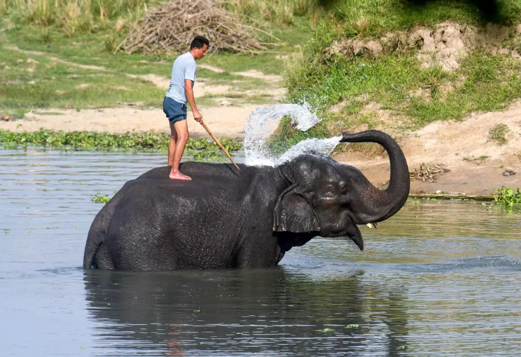 Pobitora Wildlife Sanctuary’s Rising Popularity and Revenue Boost