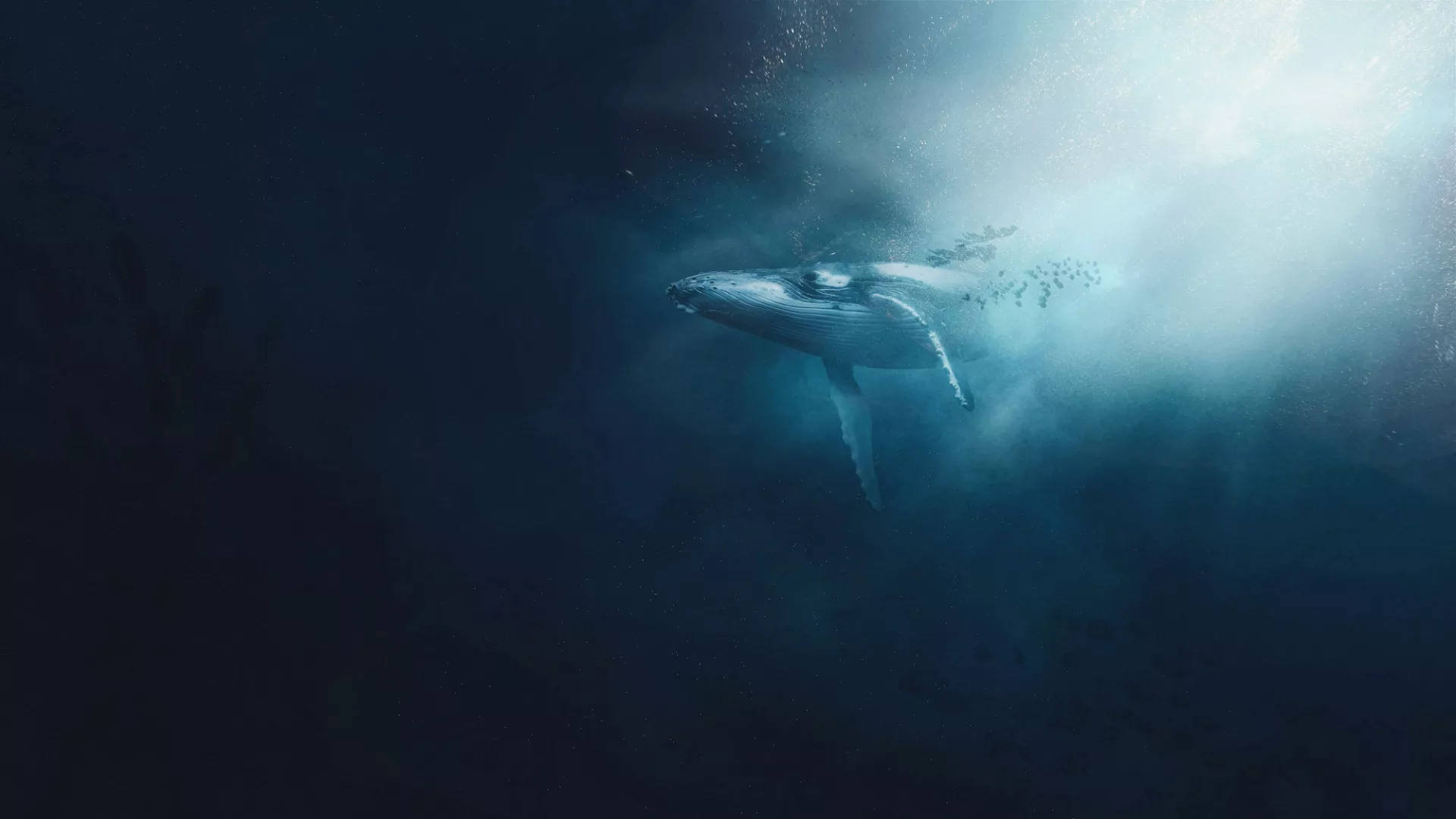 Transformative Power of Whale Songs on Tourist Perspectives Towards Ocean Conservation