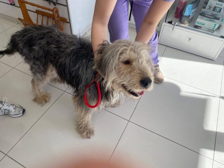 A Look at the Compassionate Animal Shelters of Turkey