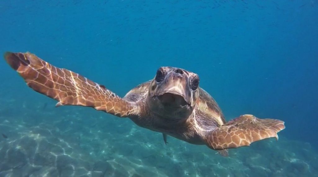 The Importance of Sea Turtles and Conservation Efforts