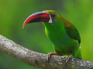 Colombia Achieves New Heights in Birdwatching and Tourism