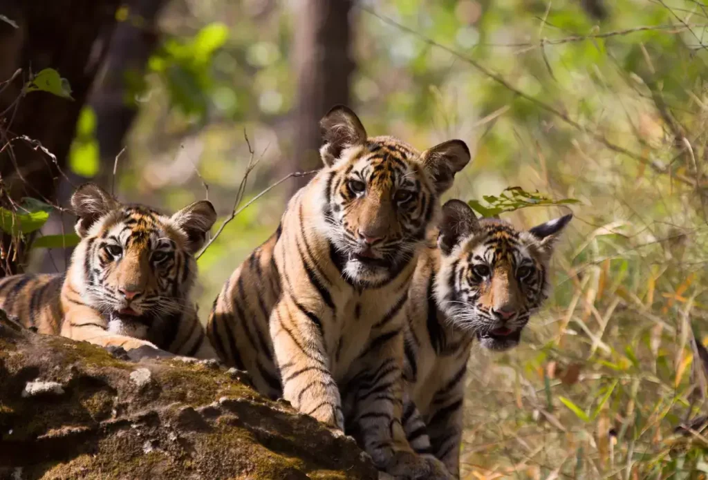 Understanding the Closure of Sundarbans Tiger Reserve and Its Impact on Tourism