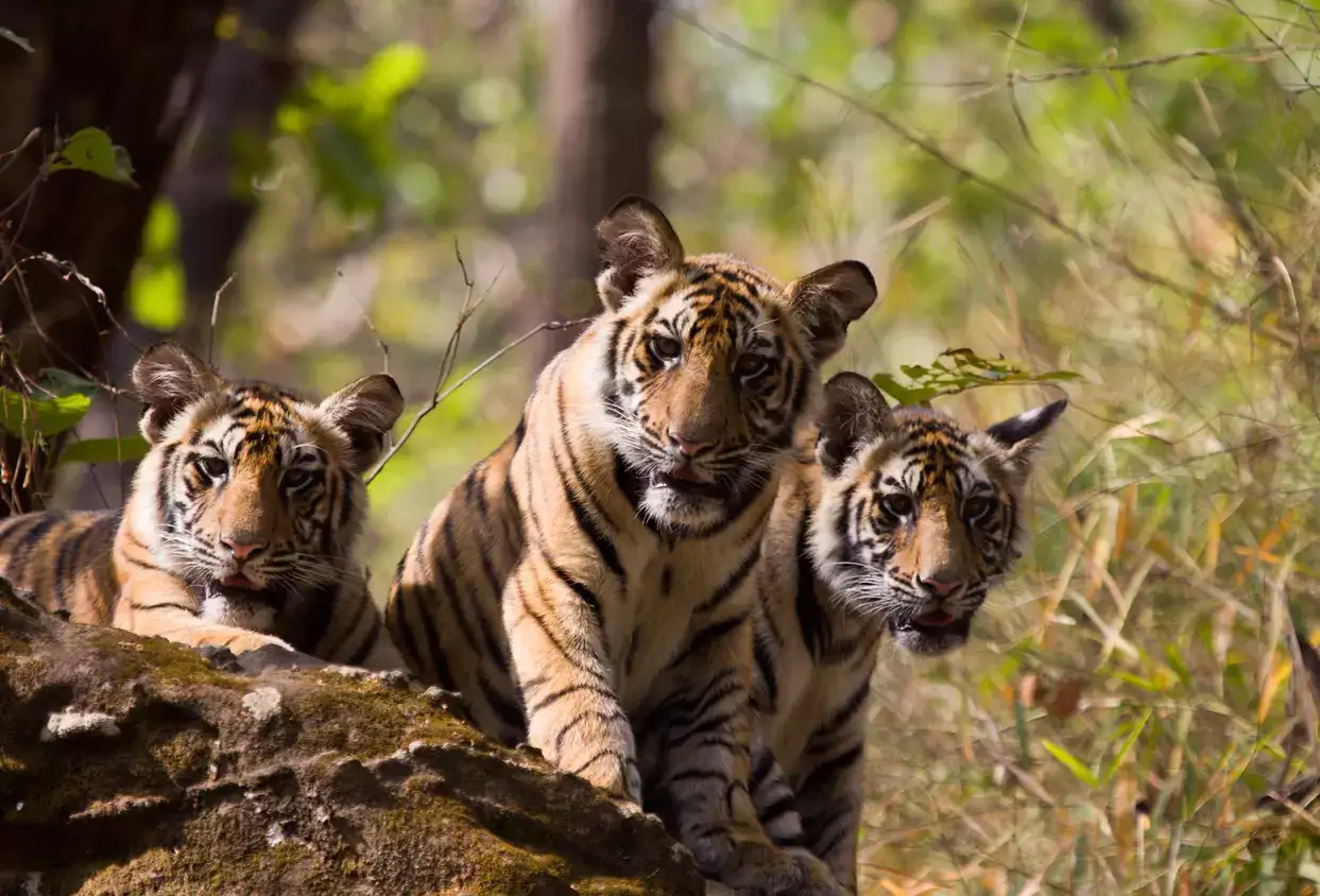 Understanding the Closure of Sundarbans Tiger Reserve and Its Impact on Tourism