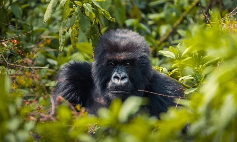 Rwanda’s Tourism Sector Achieves Unprecedented Growth in 2024
