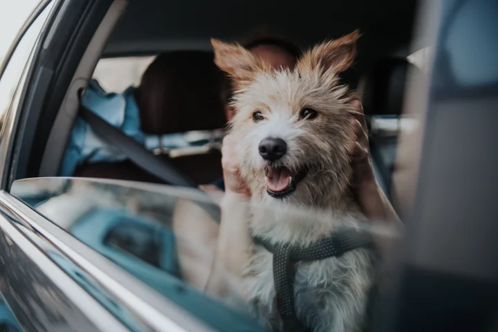 Key Considerations for Dog-Friendly Travel