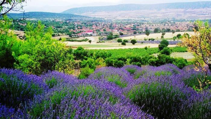 Explore Kuyucak, Turkey’s Enchanting Lavender Village
