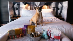 Elevate Your Pet’s Travel Experience with Ovolo’s New Dog-Friendly Offerings
