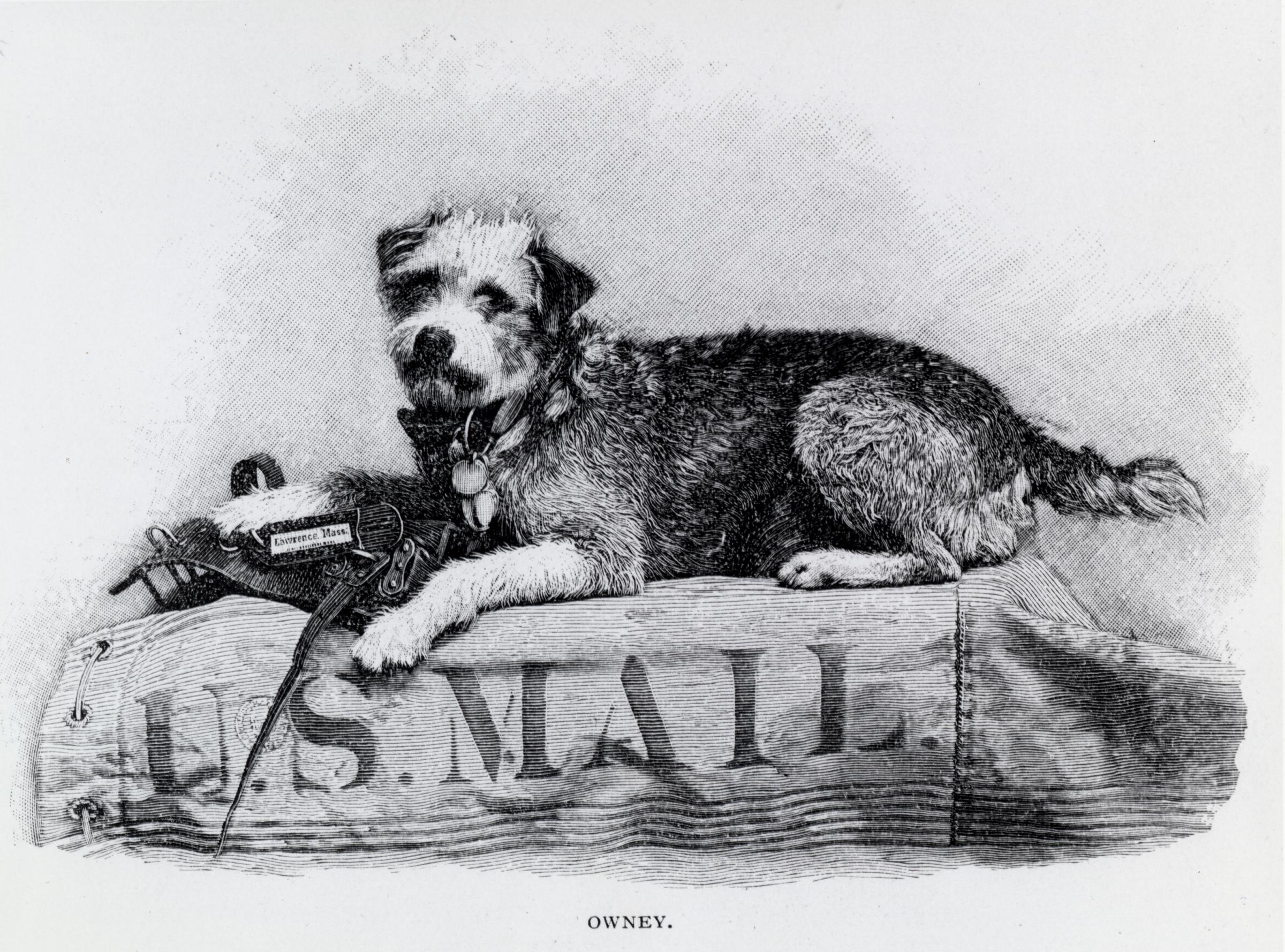 Uncovering the Adventures of Owney the Postal Dog in St. Louis