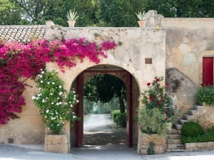Discover the Enchantment of Sicily’s Vineyards