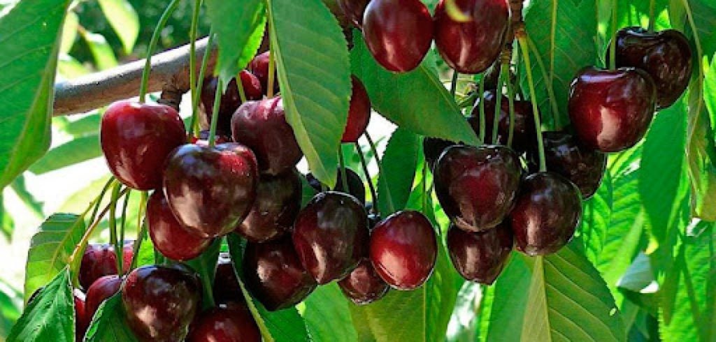 Turkey’s Cherry Delight: A Sweet Secret Beyond Compare