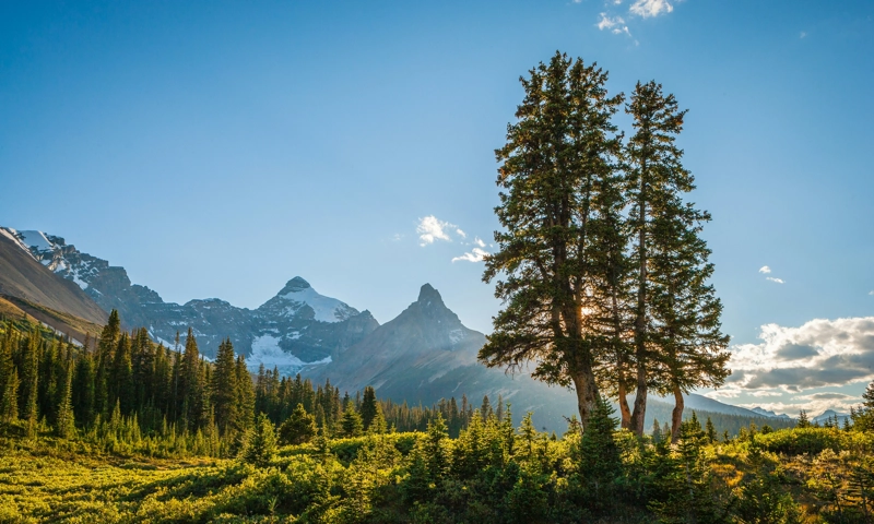 International Travel Trends and Their Impact on Canadian Tourism Growth