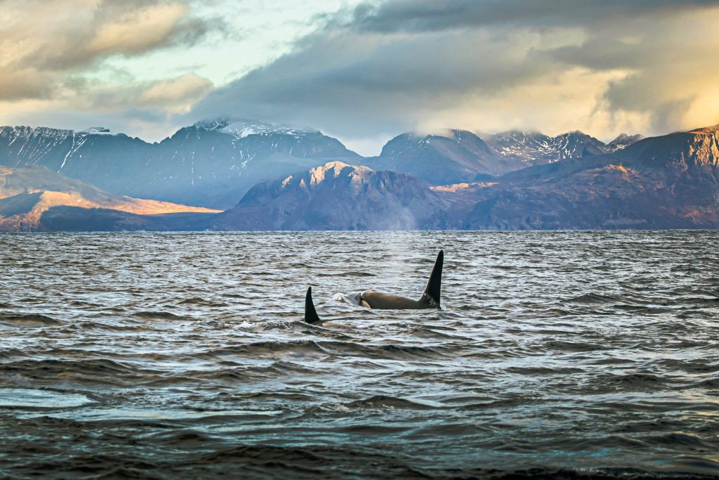 Immerse Yourself in Northern Norway: The Auroras & Orcas Journey