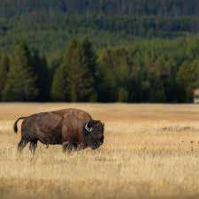 Reckless Behavior of a Tourist Leads to Risky Encounter with Bison at Yellowstone