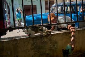 Stray Animal Crisis in Cuba’s Popular Tourist Areas Amid Economic Downturn