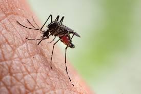 Dramatic Surge in Chikungunya Cases Linked to Travel in England