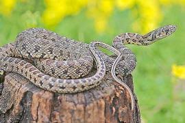 Mallorca Faces Challenges from Invasive Snake Species