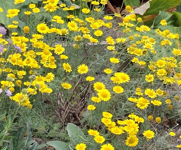 The Role of Dyer’s Chamomile in Historical Gardens and Tourism