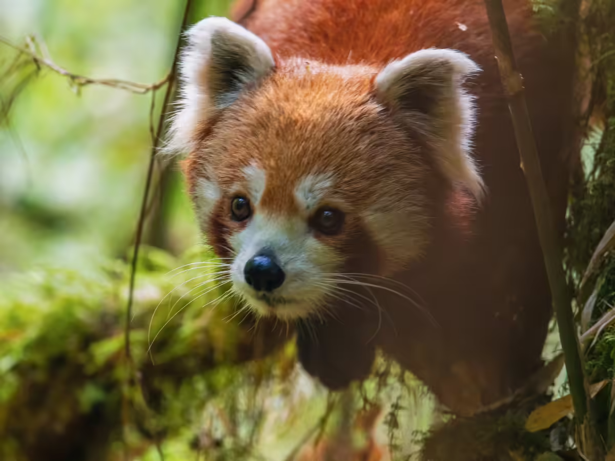 Discover the Red Panda Outpost: A New Eco-Tourism Homestay in the Eastern Himalayas