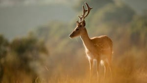 Discover Lisbon’s Nature Route: A New Path to Adventure