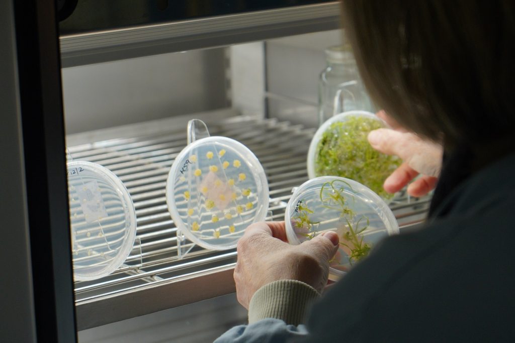 How Genetic Science Is Shaping the Future of Wheat as a Global Food Staple