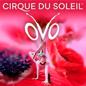 Discover Cirque du Soleil’s ‘Ovo’ Return at Royal Albert Hall with Convenient Coach Break Packages