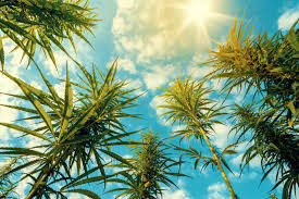 How Cannabis Tourism is Shaping the Visitor Experience in Hawaii